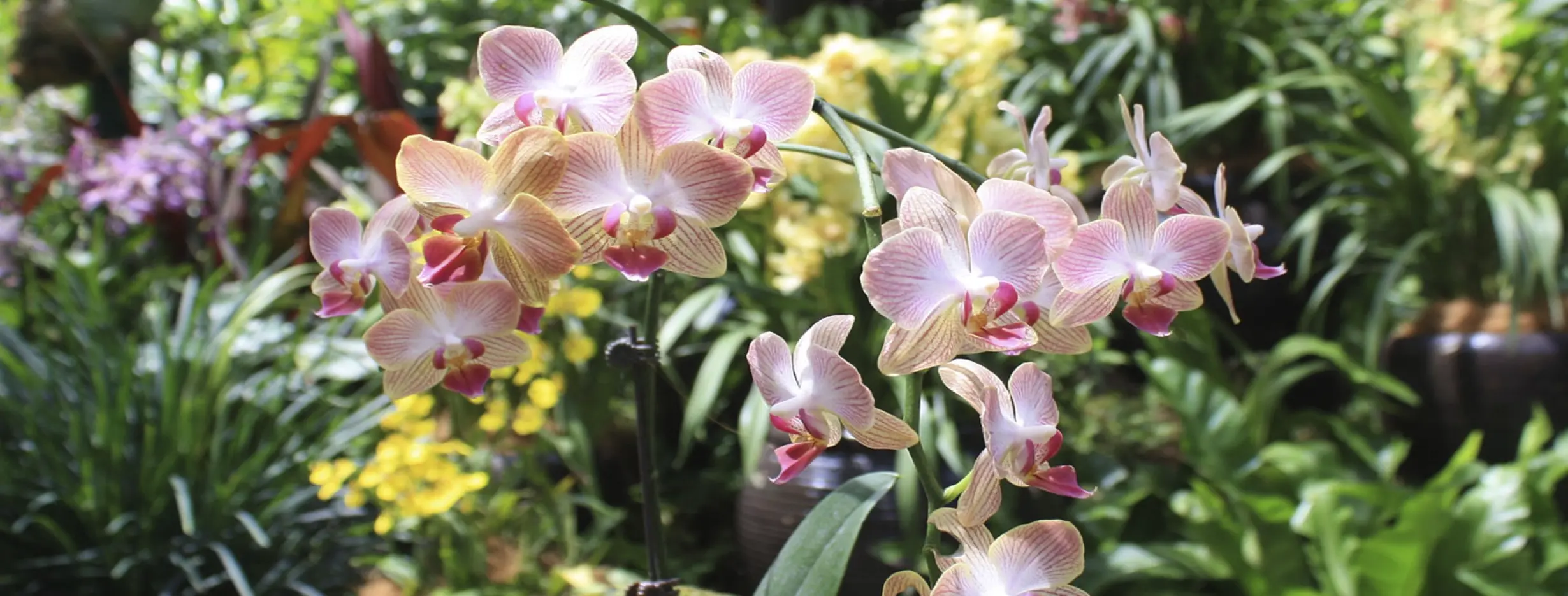 Image for Orchid Garden